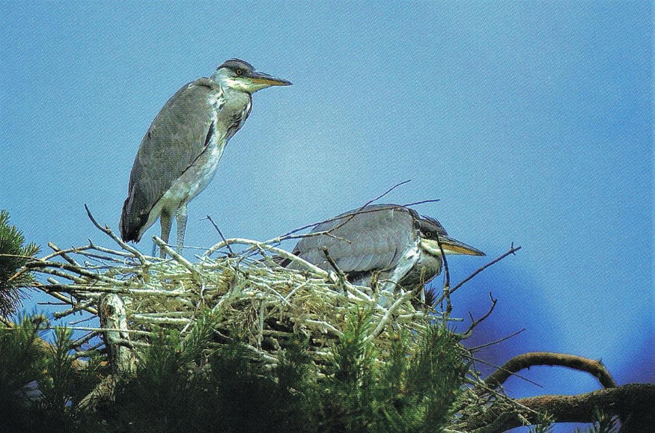 Noclegi Zdzislaw Sieradzki Zbiczno Bagian luar foto