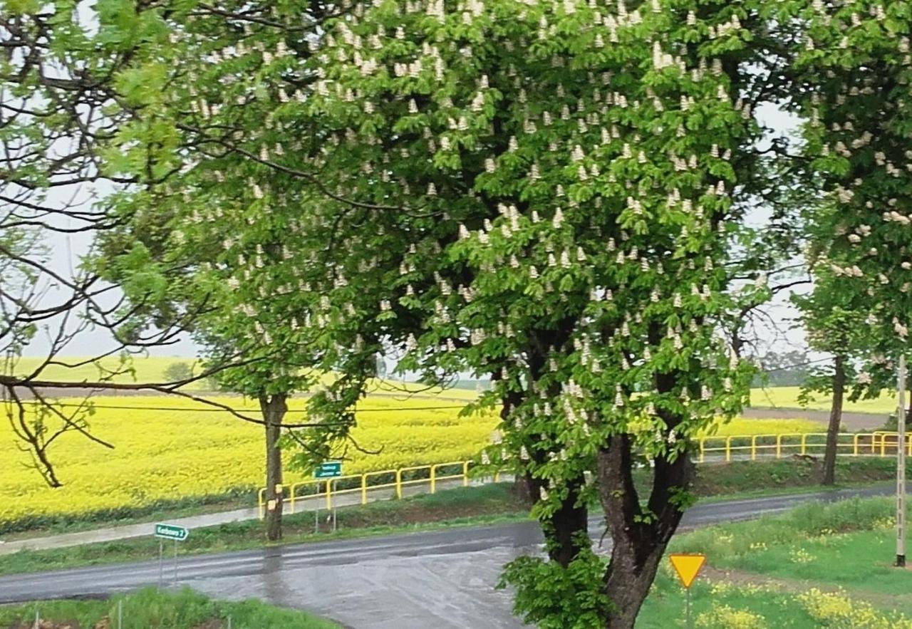 Noclegi Zdzislaw Sieradzki Zbiczno Bagian luar foto